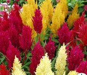 Celosia-Plumosa-Century