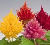 Celosia-Plumosa-Glorio(Geisha)