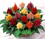 Celosia-Plumosa-Kimono