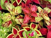 Coleus-Rainbow