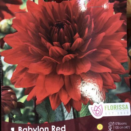 Spring Bulbs-Dahlia Giant Dinnerplate Babylon Red-Florissa