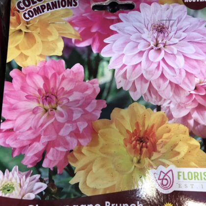 Spring Bulbs-Dahlia Champagne Brunch Decorative-Florissa