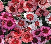 Dianthus-Super Parfait