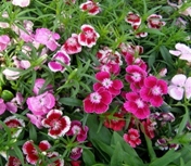 Dianthus-Wee Willie