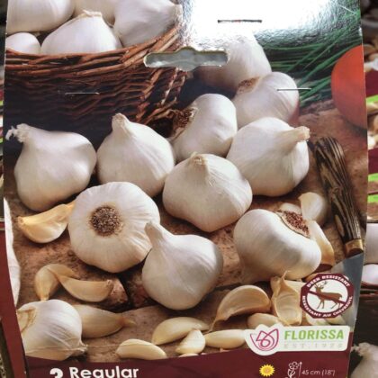 Fall Bulbs-Garlic Regular-Florissa