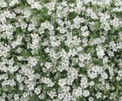 Gypsophilia-Gypsy