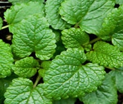 Herb-Lemon Balm-Melissa Gold