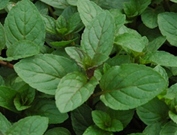 Herb-Mint