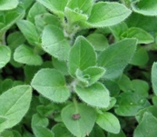 Herb-Oregano