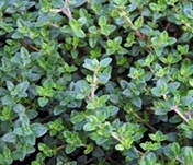 Herb-Thyme