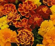 Marigold-Dwarf Semi Double-Durango