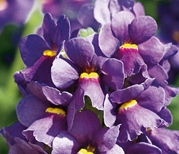Nemesia-Karoo
