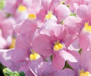 Nemesia-Karoo - Image 3