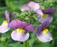 Nemesia-Karoo - Image 2