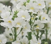 Nemesia-Karoo - Image 4