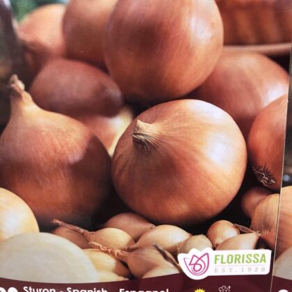 Spring Bulbs - Onion Sets Sturon Spanish-Florissa