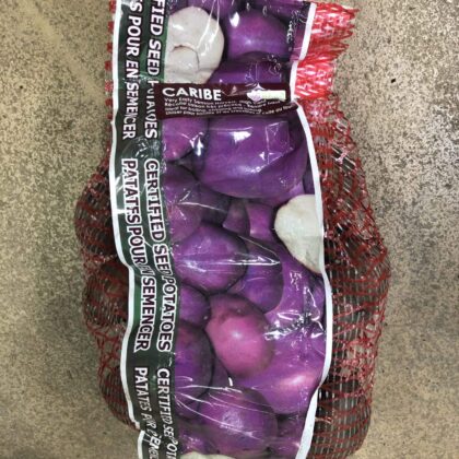 Spring Bulbs-Potatoes Seed Caribe-Florissa