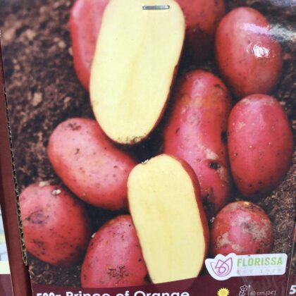 Spring Bulbs - Potatoes Prince of Orange-Florissa