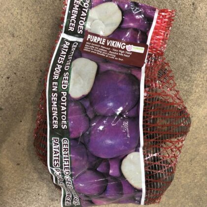 Spring Bulbs-Potatoes Seed Purple Viking-Florissa