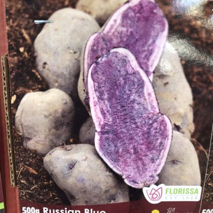 Spring Bulbs - Seed Potatoes Russian Blue-Florissa