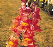 Snapdragon-Tall-Rocket - Image 2