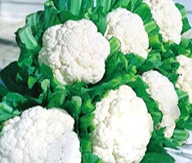 Veg-Cauliflower-Snow Crown