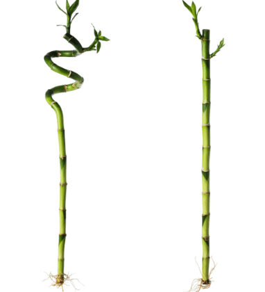 Bamboo Stalks Special - Calgary Location