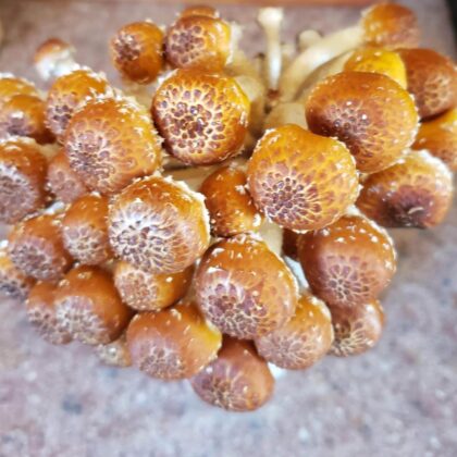 Chestnut Mushroom Grow Kit