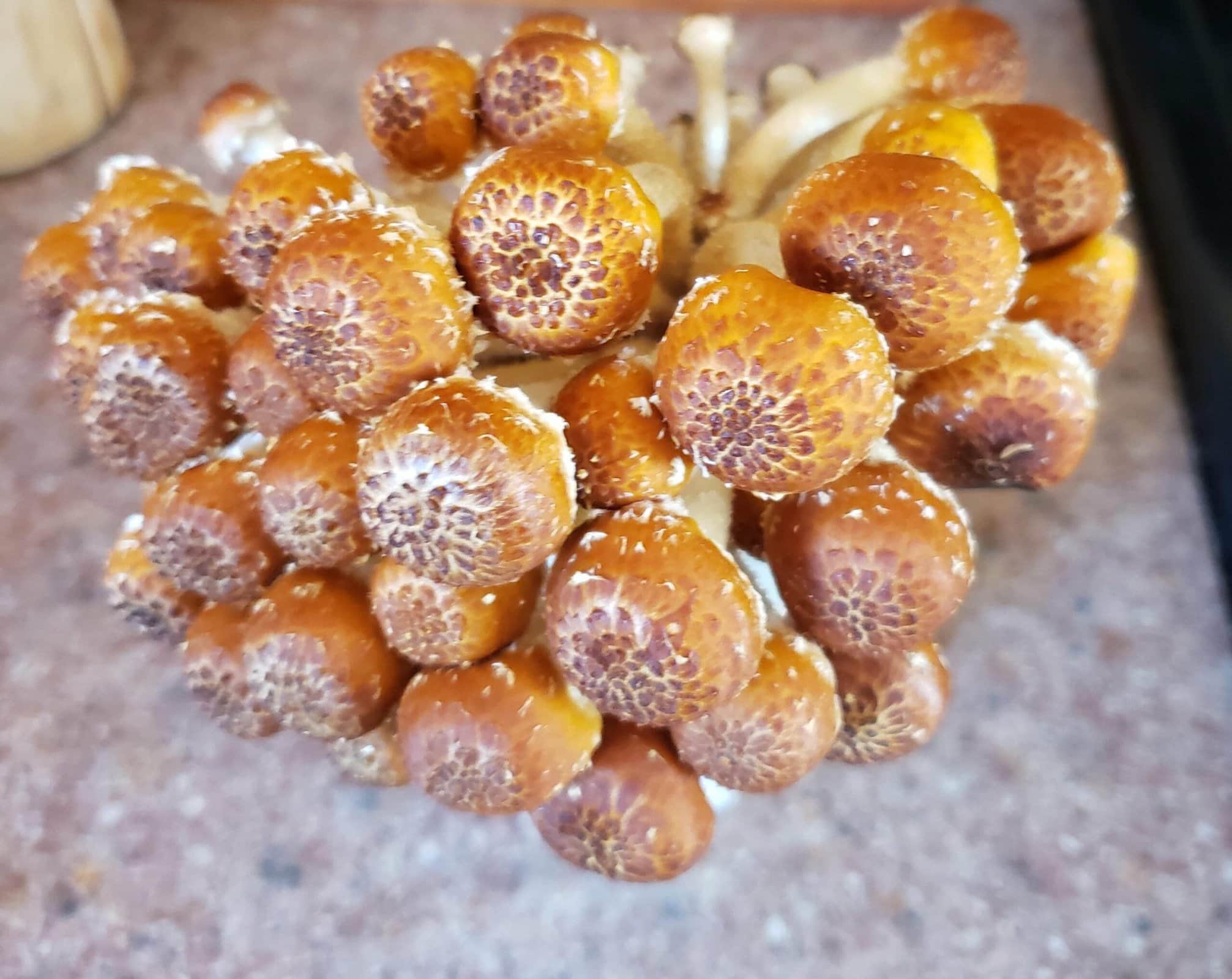 Chestnut Mushroom Grow Kit