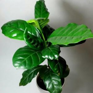 Coffee Plant Special