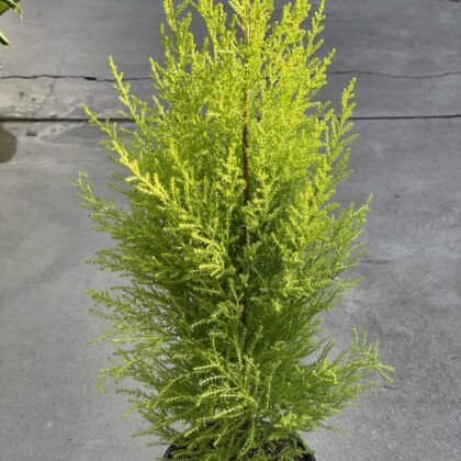 Lemon Cypress