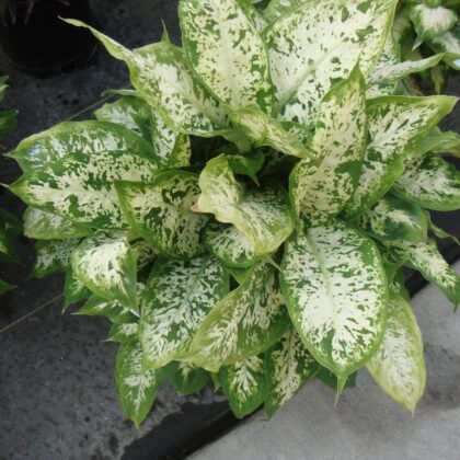 Dieffenbachia Plant Special