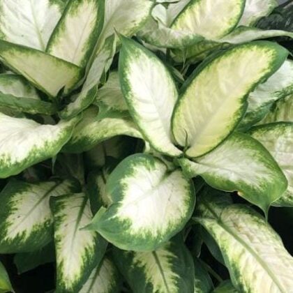 Dieffenbachia Camille