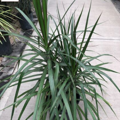Dracaena Plant Special
