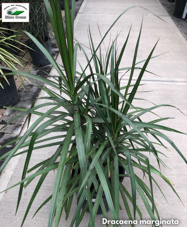Dracaena Plant Special