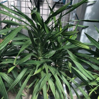 Dracaena Rikki
