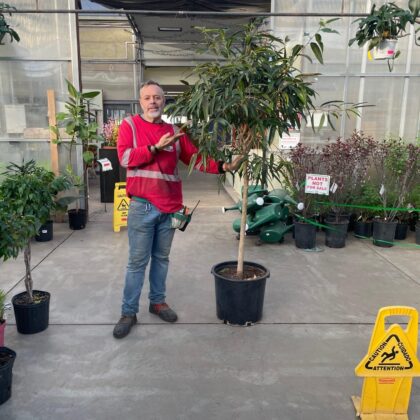 Ficus Allii Plant Special