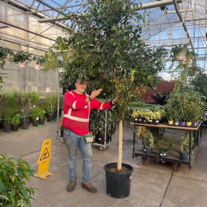 Ficus Benj Plant Special