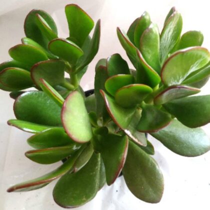 Jade Large Leaf Special