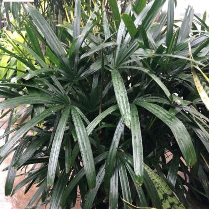Lady Palm Rhapis