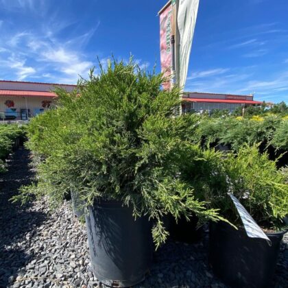 Evergreen Shrubs