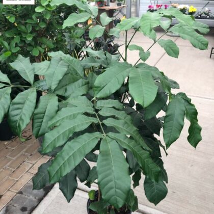 Natal Mahogany(Trichilia)