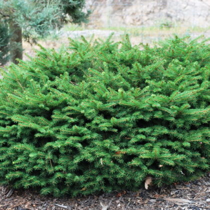 picea-abies-nidiformis-birds-nest-spruce