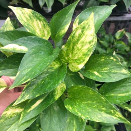 Golden Pothos 10" Pot Special