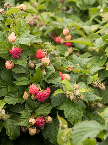 Shortcake Dwarf Raspberry - Image 2
