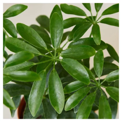 Schefflera - Umbrella Plant Special