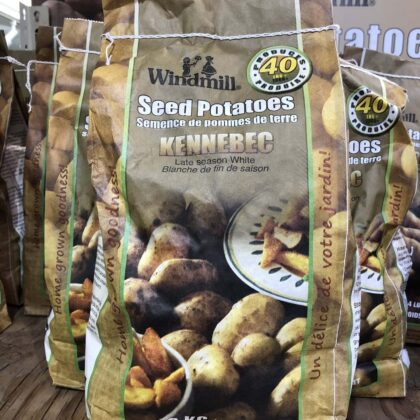 Spring Bulbs-Seed Potatoes Kennebec-Windmill