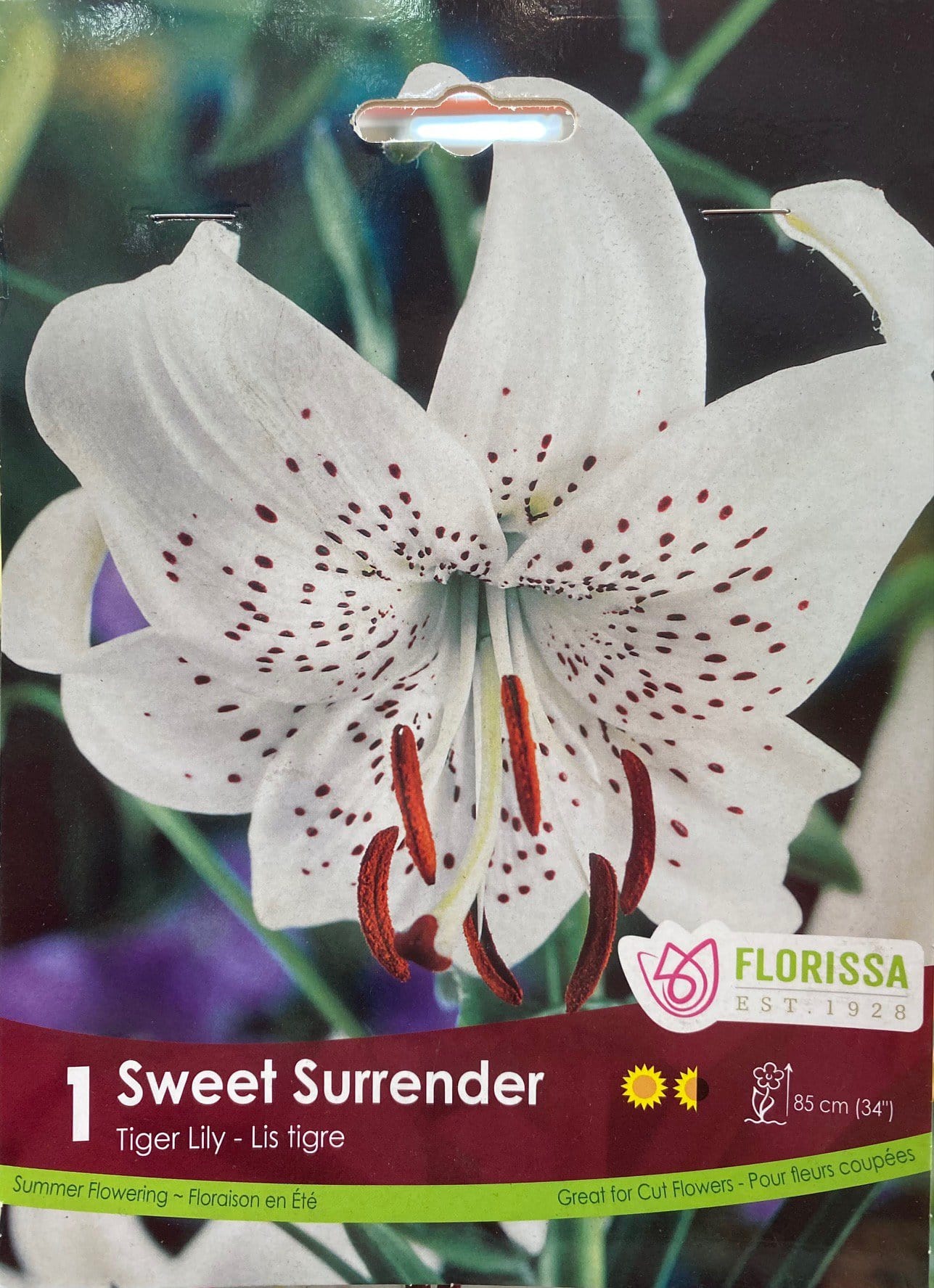 Spring Bulbs – Sweet Surrender Tiger Lily-Florissa – Blue Grass Nursery ...