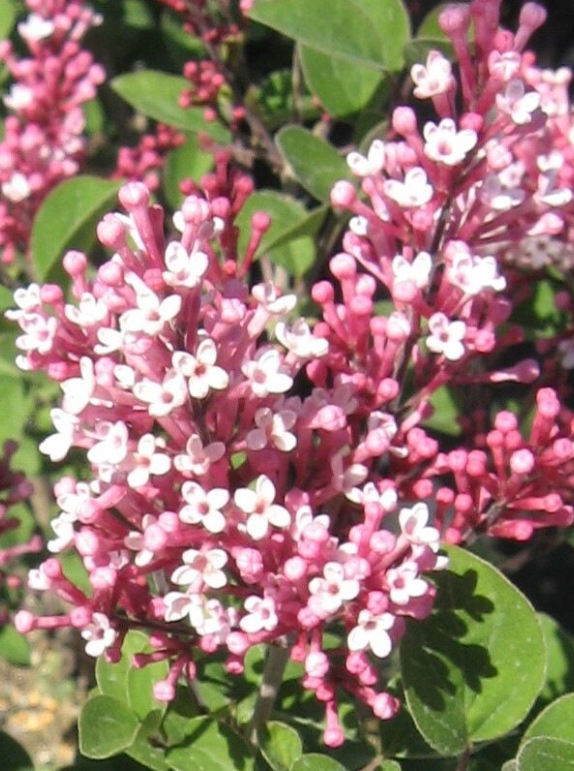 Tinkerbelle⢠Lilac - Image 2