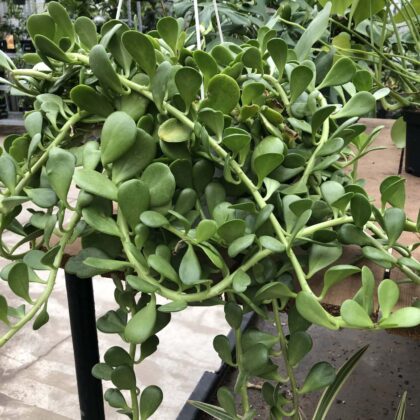 Jade Peperomia Trailing Special